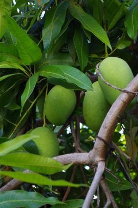 Pondok Mangga Mataram Extérieur photo